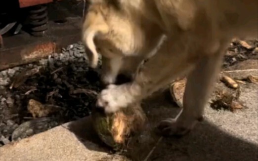 Dog: This stuff feels great when poured into my mouth.