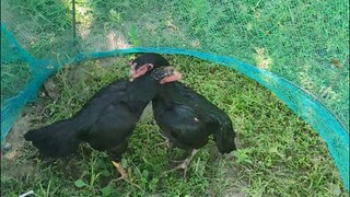 Upgraded Old Hens.