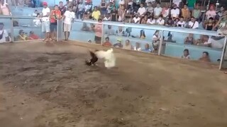 isang Palo lang sapat na 🐓🐓🐓