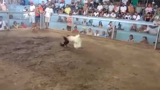 isang Palo lang sapat na 🐓🐓🐓