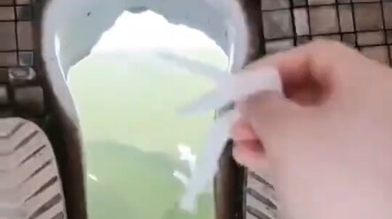 Con cá chép nhà vệ sinh