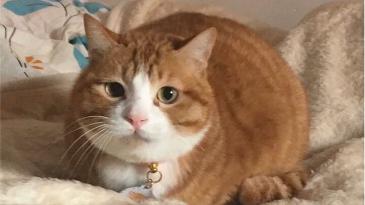 Jangan kasihanin aku cuma karena aku kucing kecil