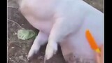 No not the pig ðŸ˜­ðŸ˜­