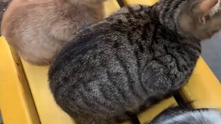 How to prove you are in Türkiye without describing yourself? Just have a cat
