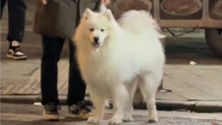 رأيت كلب ساموي يتعرض للتوبيخ في الطريق اليوم.