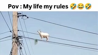 #funny