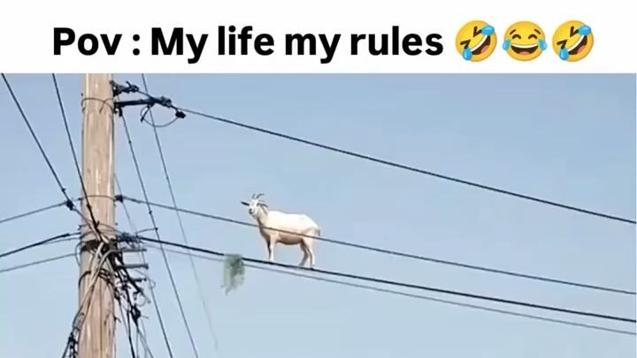 #funny