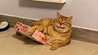 FUNNY CATS MEMES COMPILATION V36