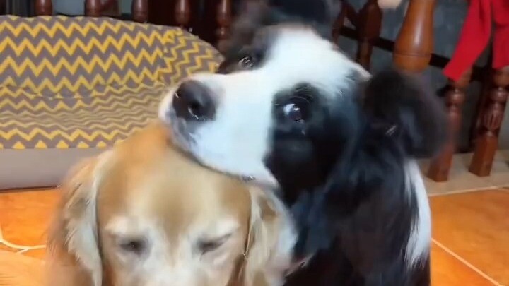 Chú chó Golden Retriever đã trở thành công cụ để thu phục chủ nhân của giống Border Collie.