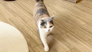 Let me officially introduce to everyone the female enforcer I hired at a high salary: Ruhua.