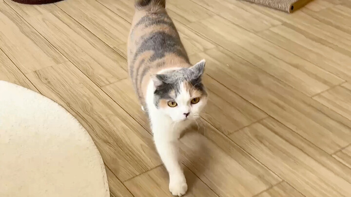 Secara resmi perkenalkan kepada kalian, ini adalah pembunuh bayaran wanita yang saya rekrut dengan g