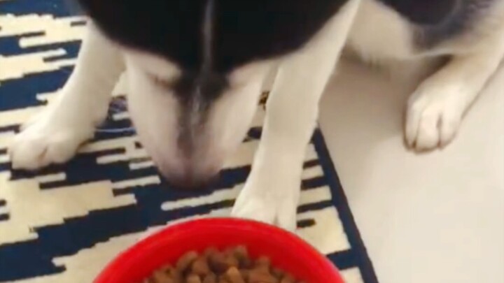 Chó xám: Tôi đâu có ăn món ăn vô hồn chứ!