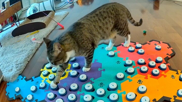 A well-planned, quiet, warm-hearted kitty