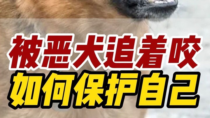 إذا طاردك كلب شرير وبدأ يعضك، لا تضربه ولا تركض، بل عليك أن…