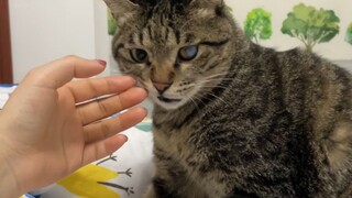 小猫蹭我的手撒娇，被静电电了，认为是我打的他