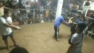 underdog si whiteleghorn