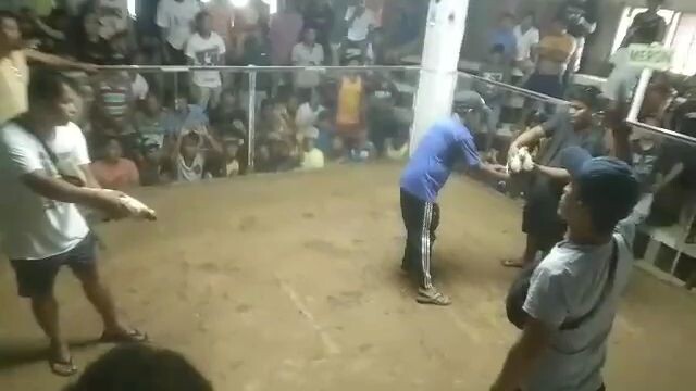 underdog si whiteleghorn