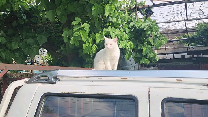 a cute white cat