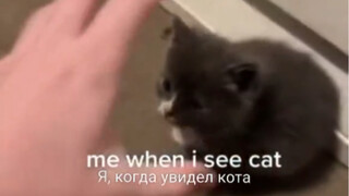 Ketika aku melihat kucing