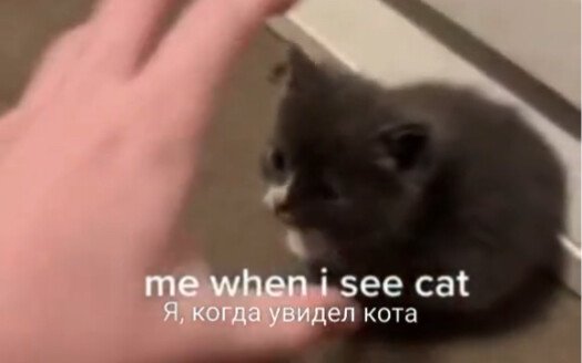 Ketika aku melihat kucing