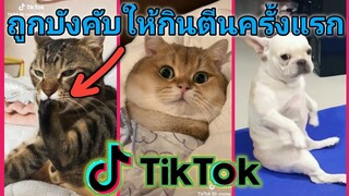 รวมคลิปสัตว์ฮาๆเด็ดๆ(ในแอปTikTok #16)​[ถูกบังคับให้กินตีนครั้งแรก]