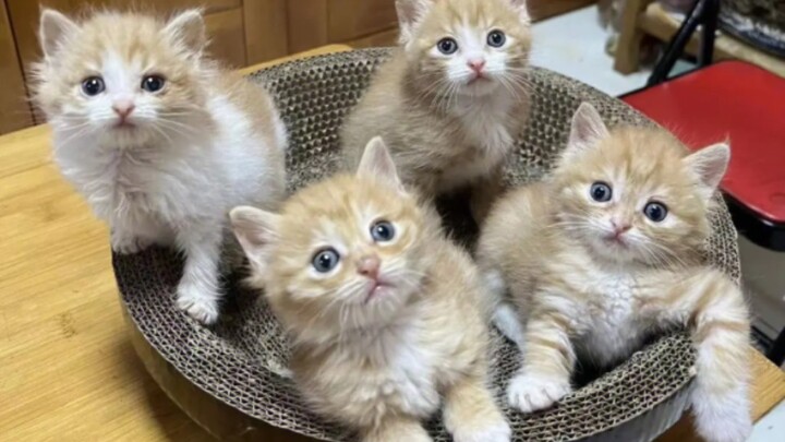 Meow’s little baby has finally appeared～