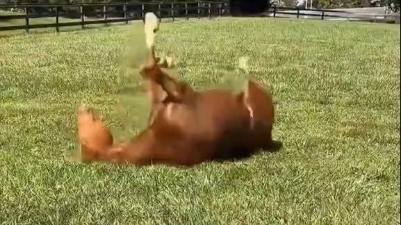 【Zhi Ma TV】Three