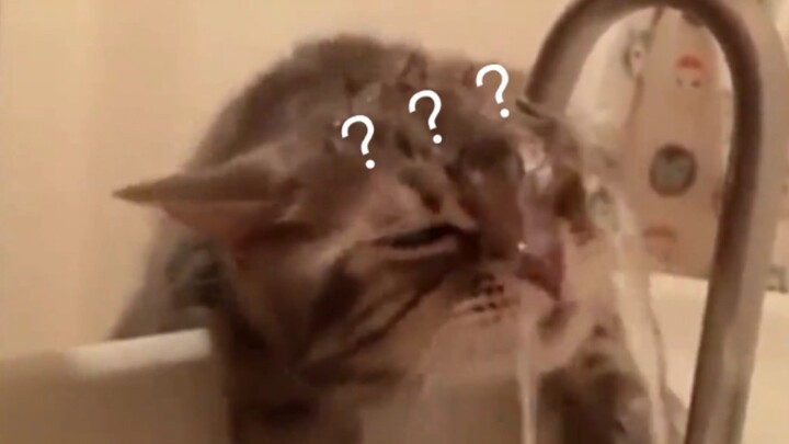 When Cats Try To Drink Water