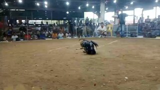 one hit delete naniniwala Ako na inaayawan  tlaga Ng katunggali  Ang itim pagdating sa basaan