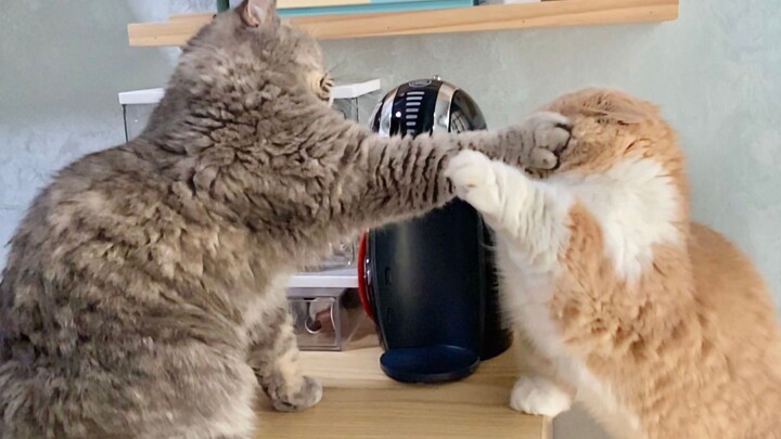 Short Legs: You can beat me, but don’t insult me!
