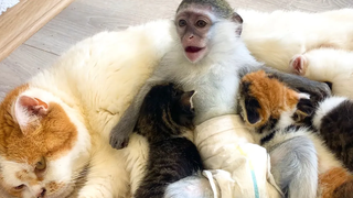 ซูซี่เหนื่อยกับการรอแม่แมวให้อาหารลูกแมวแล้วผล็อยหลับไป