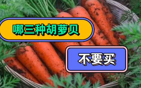 东北早市土豆哥揭秘：早市胡萝卜挑选大法，让你一次买对好吃的胡萝卜，避免踩坑！避免买到有柴芯的胡萝卜！胡萝卜怎么挑。水洗带土怎么选，啥样的没硬芯