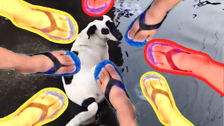 我 焯 ， 海 盗 狗 ！