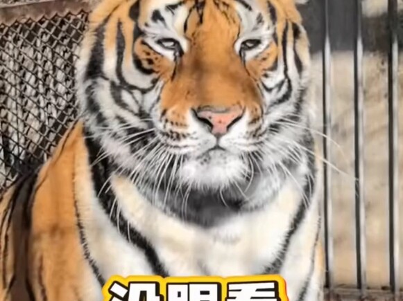 #เสือ# #นัดบอด# ลองดูเองสิว่าจะถูกใจมั้ย#ฮาๆ#