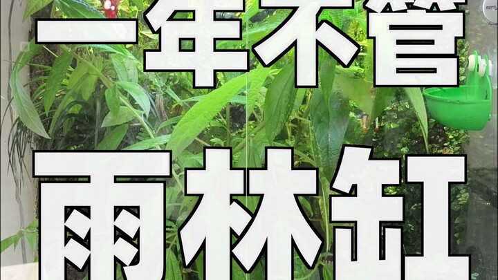 What will a rainforest terrarium look like after a year of neglect?