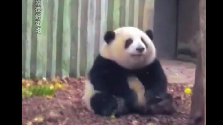 أحلى من هواهوا هي هواهوا عندما كانت صغيرة. يا له من طفل لطيف! #الباندا العملاقة هواهوا