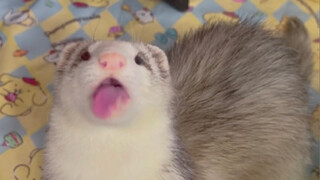 Ferret: Quick! Dazzle it all in my mouth!