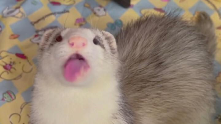 Ferret: Quick! Dazzle it all in my mouth!