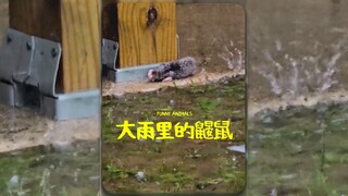 لعل البعض لم ير قط كيف يمشي الخلد 🚶