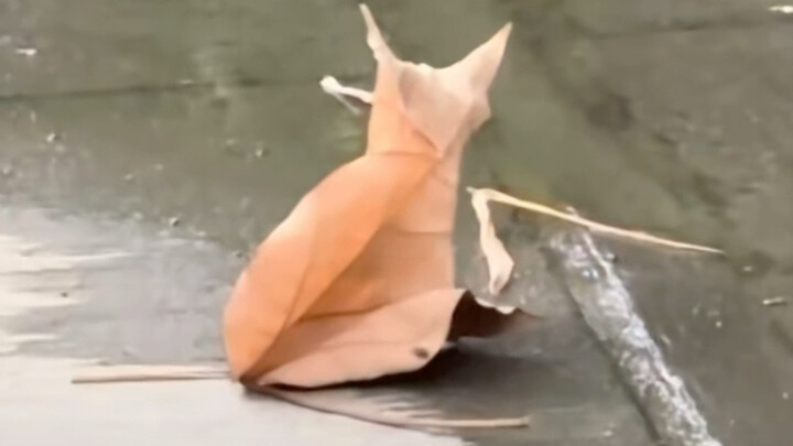 It looks like a cat, but it’s not a cat; it looks like a dog, but it’s not a dog!