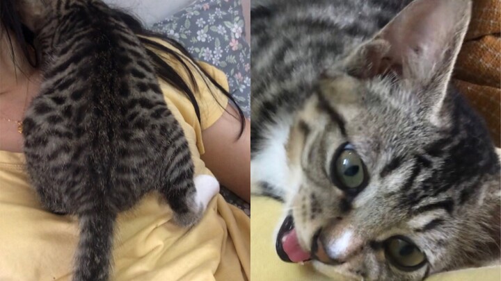 Lagi-lagi aku dijadikan ibu kucing oleh si kucing kecil—setelah menekan-nekan susuku, dia malah masu