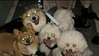 带狗狗玩密室逃脱是什么体验？