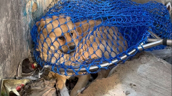 ฉันลักพาตัวลูกหมาอีก 12 ตัวไปกินหม้อไฟเผ็ด