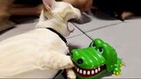 Funniest Pets Videos That Will Make You Laugh  - Funny Cats And Dogs Videos
