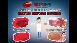 Watch before buying Super Red Monkey Flowerhorn - 2 kind of SRM but you do not know