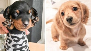 OMG CUTE BABY ANIMALS Videos Compilation CUTEST โมเมนต์ของสัตว์ 🐶 ลูกสุนัขน่ารัก 15