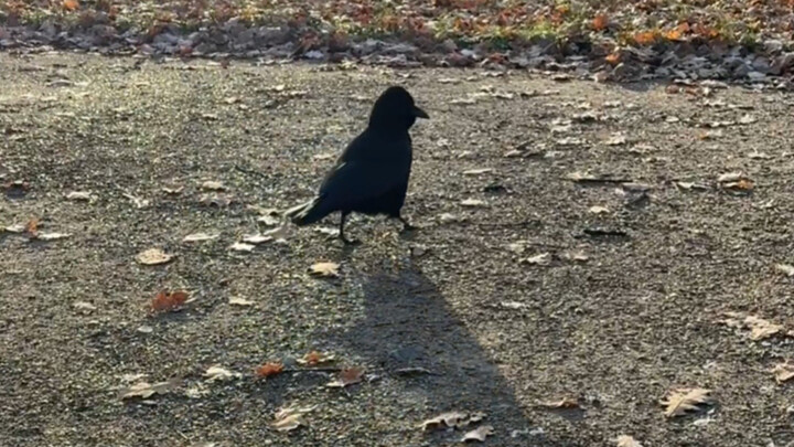 หนึ่งวันของชายผู้ประสบความสำเร็จ: เล่นกลยุทธ์ ปกป้องครอบครัว และสรรเสริญภรรยา