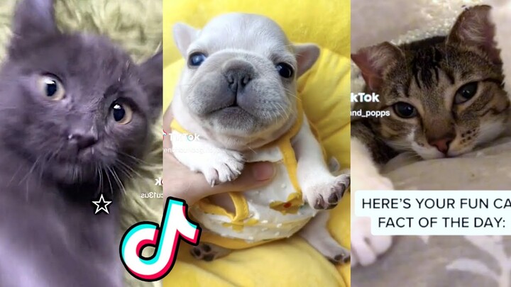 Cute Pet TikToks That Will Brighten Up Your Day!
