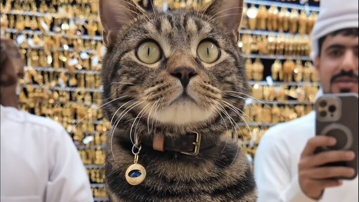 Join Haitang as we experience Dubai, the ultra-luxurious city in the UAE!