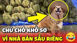 Chú chó phải "ĐI LÙI" vì bị kẹt ở giữa núi SẦU RIÊNG khổng lồ của con Sen 😂 | Yêu Lu